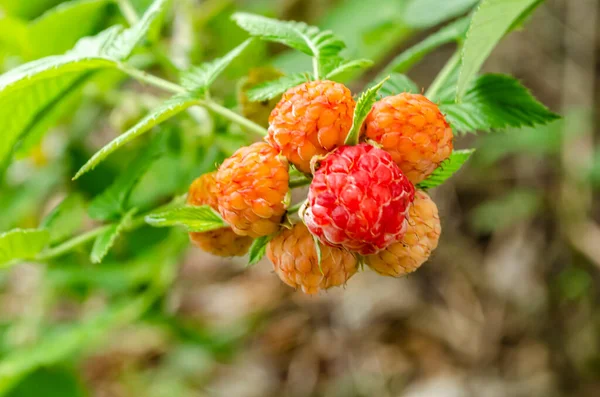 Outside, on a branch of a black raspberry shrub are five orange unripe berries encircling a single pink ripening fruit.
