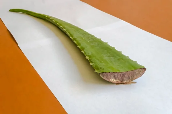 Una Hoja Aloe Verde Suculenta Pero Madura Coloca Sobre Papel —  Fotos de Stock