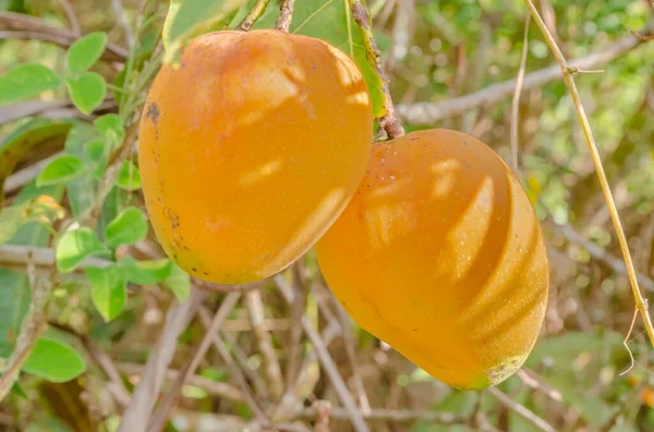 Ljus Solljus Lyser Gula Mogna Vanliga Mango Som Hänger Sina — Stockfoto