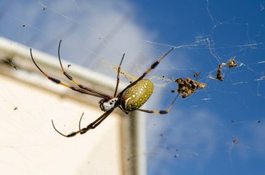 Göbeği gökyüzüne doğru dönerken, bir nephila clavipea örümceği evin köşesine yakın bir yerde küçük sinekleri yakaladığı bir ağ örüyor..