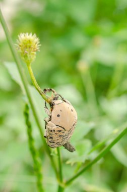 Jimnastik salonunun başından aşağıya bakan lanius, bir İspanyol iğne sapının tohum sapına tutunur.. 