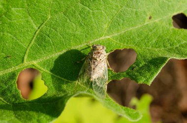 Cırcır böceği olarak da bilinen gri ağustos böceği, bir bahçe yumurtası bitkisinin yaprağındaki iki deliğin arasına indi. Ama sağındakine daha yakın..