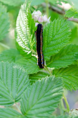Yanında beyaz çizgili siyah bir ordu solucanı siyah bir ahududu bitkisinin....