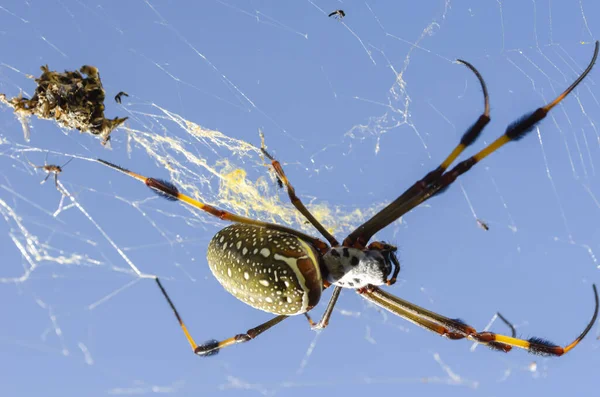 Fondo Del Cielo Azul Una Nephila Clavipes Araña Gira Telaraña — Foto de Stock