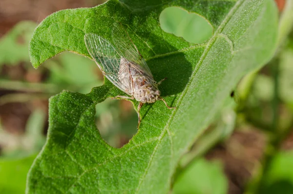 Une Cigale Grise Atterrit Sur Une Longue Feuille Aubergine Verte — Photo