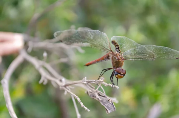 The dragonfly lands on the stem of a pigeon peas tree with its head down and back with spread wings in the forefront while its abdomen is held at right angle to its thorax.