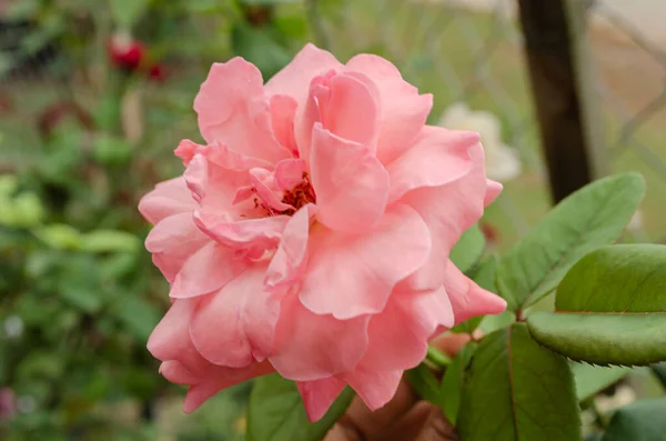 Una Rosa Demáscara Rosa Que Crece Junto Una Valla Jardín — Foto de Stock