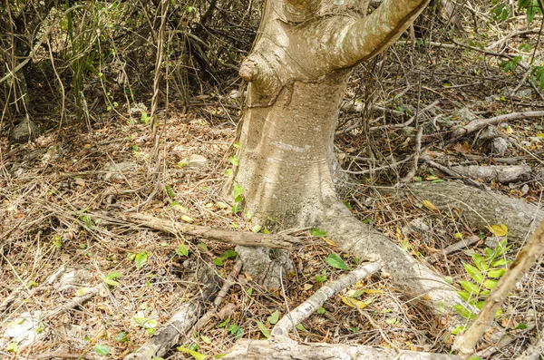 短い幹の上の地面から 最初の枝に続いて アリは6月の梅の木の樹皮に巣の道を作ります — ストック写真