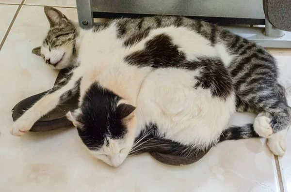 Kucing Meja Dan Aegean Tidur Bersama Atas Sepasang Sandal Samping — Stok Foto