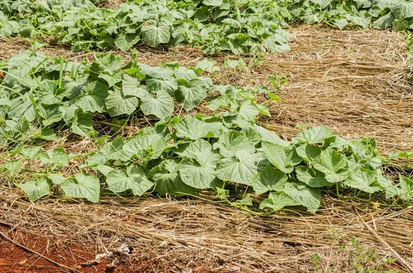 Einem Garten Von Zucchini Ernte Sind Die Reben Der Pflanzen — Stockfoto