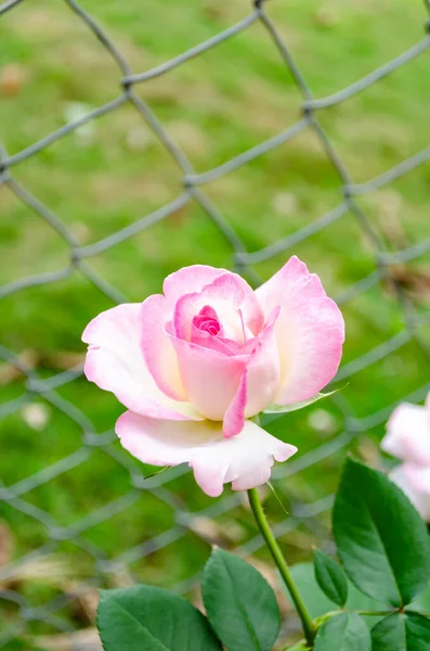 Jardín Lado Una Cerca Forrada Cadenas Hay Una Rosa Híbrido — Foto de Stock