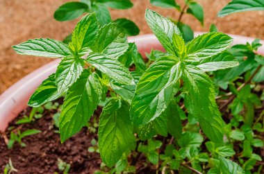 Parlak güneş ışığı küçük bir mentha x piperita üzerinde parlar. Plastik bir kapta yetişen siyah nane şekeri olarak da bilinir..
