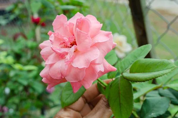 Mão Está Segurando Uma Rosa Híbrida Aberta Larga Rosa Que — Fotografia de Stock