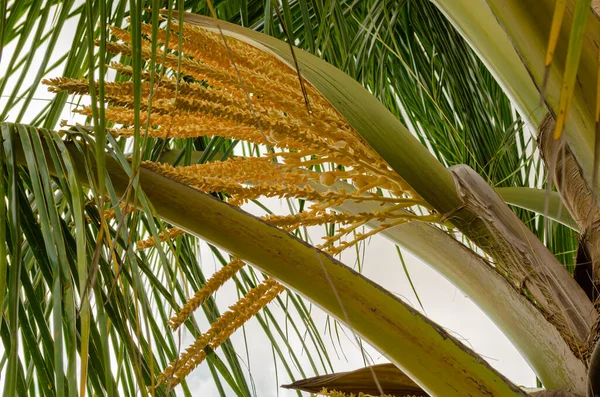 코코넛 야자수의 축에서 노란색인 꽃가루받이가 자라고 있습니다 — 스톡 사진