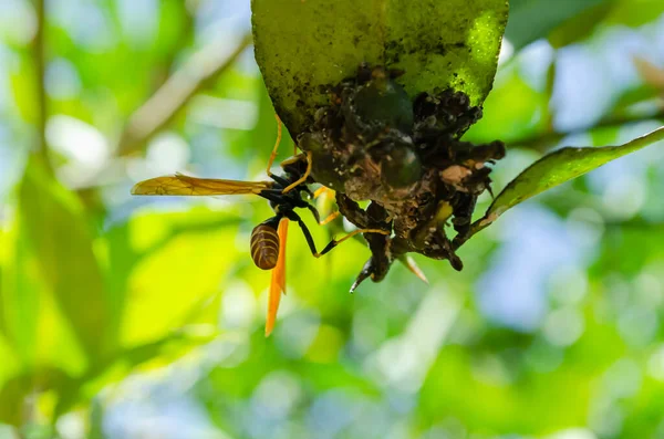 Ist Nicht Klar Diese Wespe Tut Sie Ernährt Sich Entweder — Stockfoto