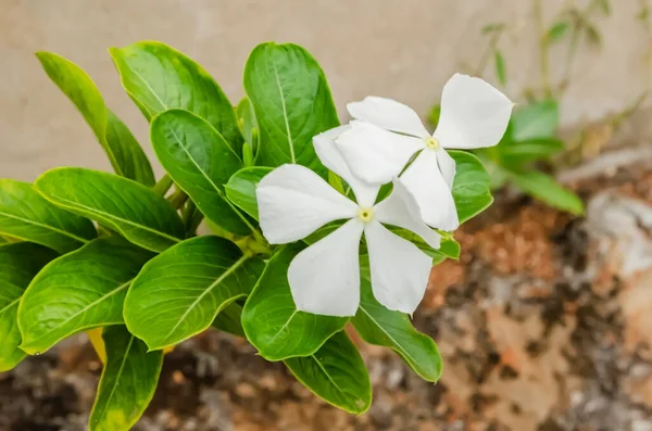 Rosną Zewnątrz Pod Ścianą Jest Kwitnący Biały Catharanthus Roseus Roślin — Zdjęcie stockowe
