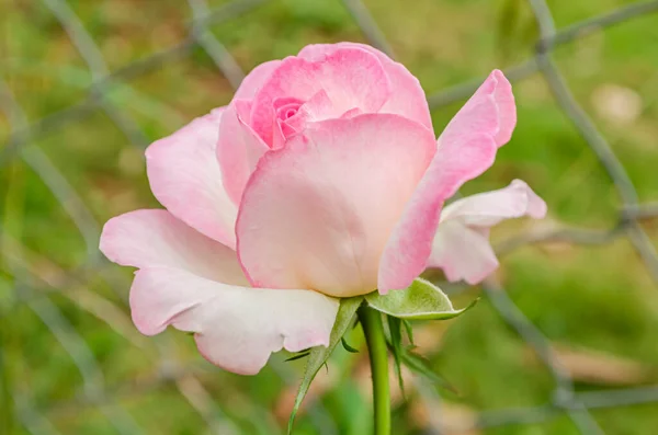 Tallo Aislado Rosa Rosa Pálido Híbrido Que Está Parcialmente Abierto — Foto de Stock