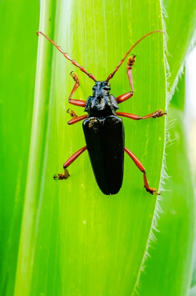 Een Zwarte Longihorn Kever Met Rode Voeten Zit Het Blad — Stockfoto