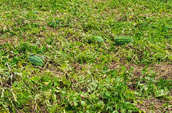 Eine Ernte Von Wassermelonen Wächst Einem Mit Großen Früchten Ihren — Stockfoto