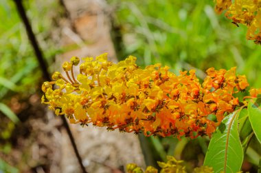 Closely packed on a stem is an isolated bright orange-yellow inflorescence of a hogberry (nanche, crabbu) tree. clipart