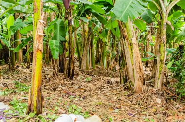 Toprağın kurumuş yapraklar ve diğer bitkisel malzemelerle kaplı olduğu bir bahçede muz ağaçları yetişiyor..