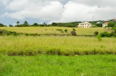 Gökyüzünde yeşil otların üzerinde sallanan tüylü gri bulutlar var. Panik otları olarak da bilinir. Otlaklar, farklı ot yetiştirme seviyelerinde üç parçaya ayrılmıştır..