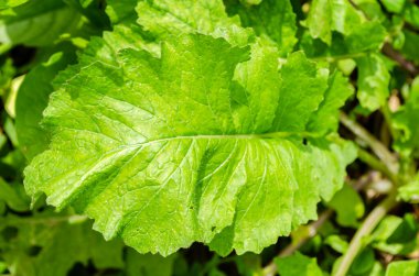 Beyaz şalgam bitkisinin odak noktasında midrib ve çapraz venülasyon ağı olan olgun bir yaprak büyür..