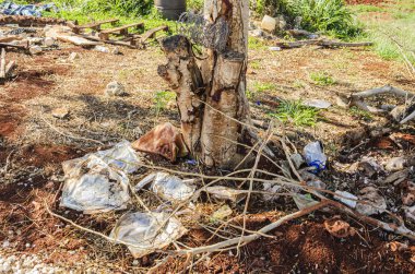 Bir lebbeck ağacının kenarındaki dikenli tel bobini küçük kesilmiş bir dal tarafından desteklenir..