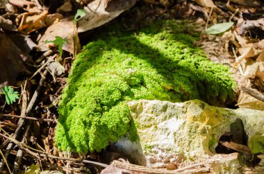 The bright sun shines on a patch of green hypnum curvifolium moss that is growing on a stone on the ground clipart