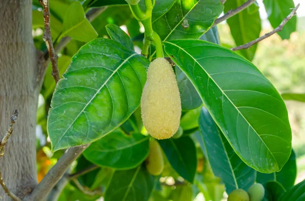 Větve Stromu Jackfruit Visí Mezi Listím Malý Zelený Ovocný Květ — Stock fotografie