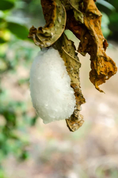 Affixed to a brown dried papaya leaf that is hanging from its tree is the side of a cotton-like cluster of branconid wasp cocoons.