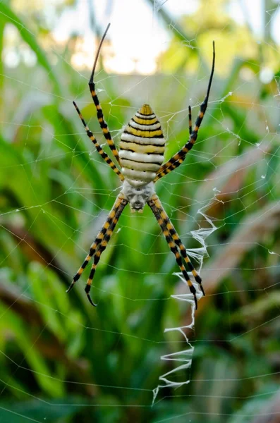 Una Araña Argiope Bruennichi Rayada Negra Amarilla Blanca Cuelga Jardín — Foto de Stock