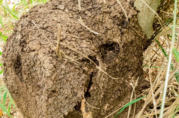 Termity Tworzą Duże Gniazdo Pniu Drzewa Boku Gniazda Pęknięcia Których — Zdjęcie stockowe