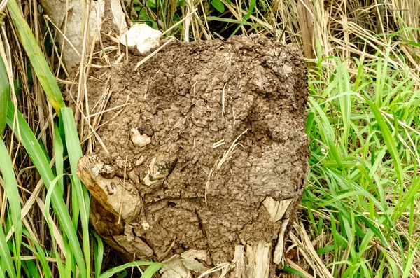 Inmitten Von Perlgras Befindet Sich Ein Drahtzaunpfahl Den Termiten Besiedeln — Stockfoto