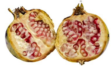 A pomegranate is cut in halves with its pink seedy cross section turning up.