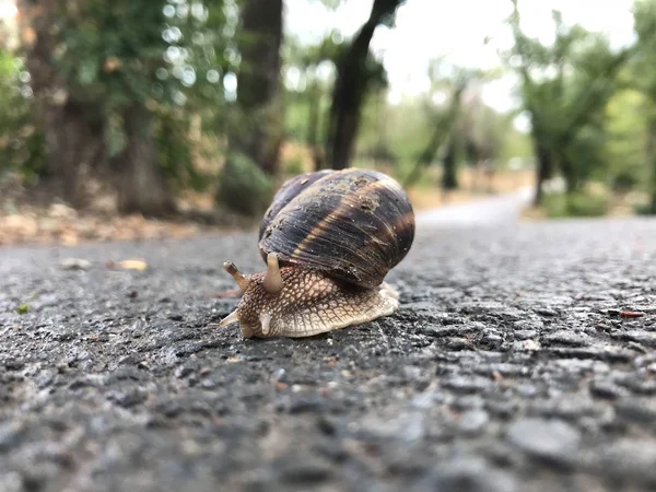 Het leven van witte slakken in het wild — Stockfoto