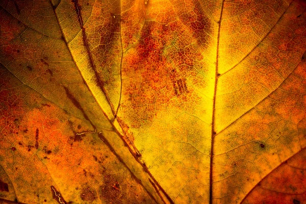 Gelbes Ahornblatt Herbst Makro — Stockfoto