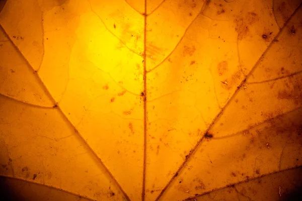 Žlutý javorový list podzimní makro — Stock fotografie