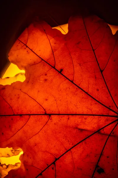 Gele esdoorn blad herfst macro — Stockfoto