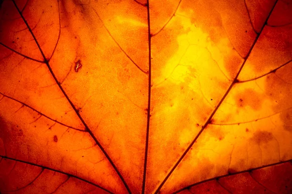 Gele esdoorn blad herfst macro — Stockfoto