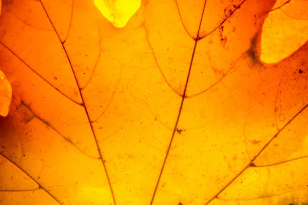 Gele esdoorn blad herfst macro — Stockfoto