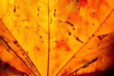Sarı akçaağaç yaprağı sonbahar makrosu