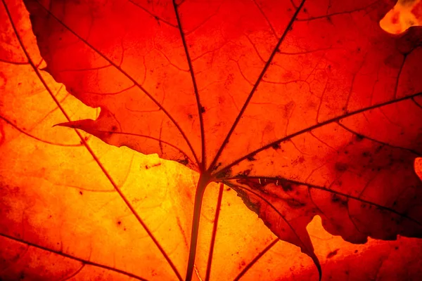 Gele esdoorn blad herfst macro — Stockfoto