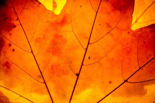 Gelbes Ahornblatt Herbst Makro — Stockfoto