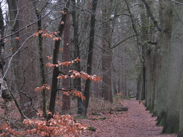 Autunno Una Foresta — Foto Stock