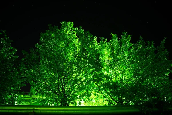Una Linterna Detrás Los Árboles Esmeralda — Foto de Stock
