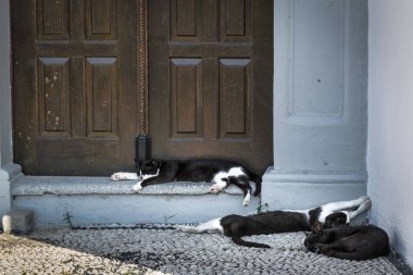 Adımları bir rustik ahşap kapının önünde sadece uyku üç kedi