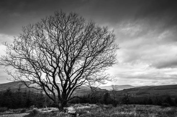 Черно Белое Фото Одинокого Дерева Листьев Зимой — стоковое фото