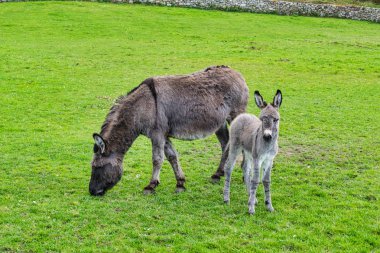 Eşek anne ve bebeği bir alanda tayı