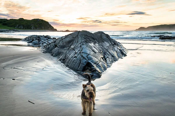 Picture of an Airedale Terrier on a beach at sunset